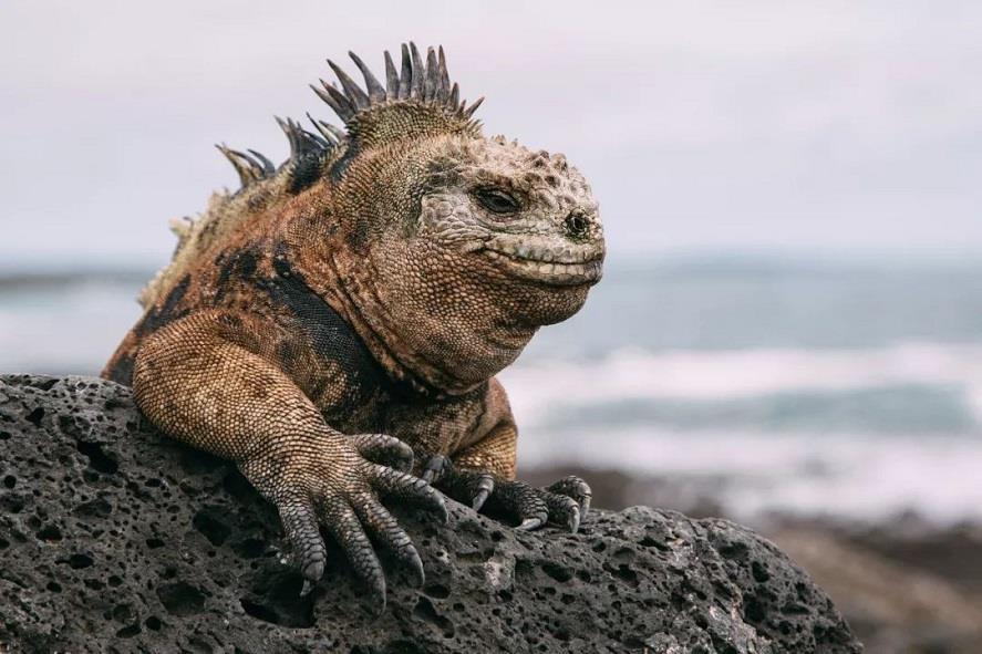 Galapagos.jpeg Galapagos.jpeg